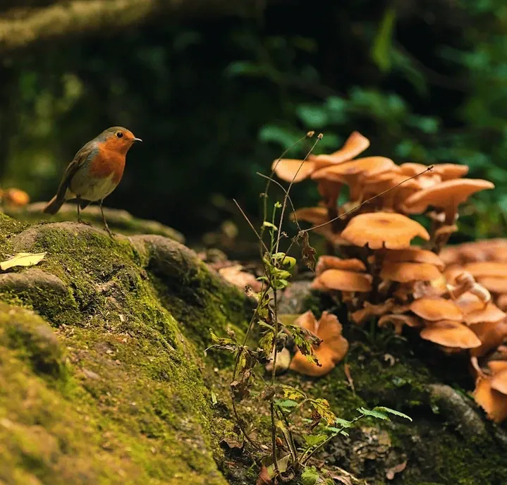 A robin perched on a mossy rock among woodland - the kind of bird an acoustic monitor hears even when it stays out of sight